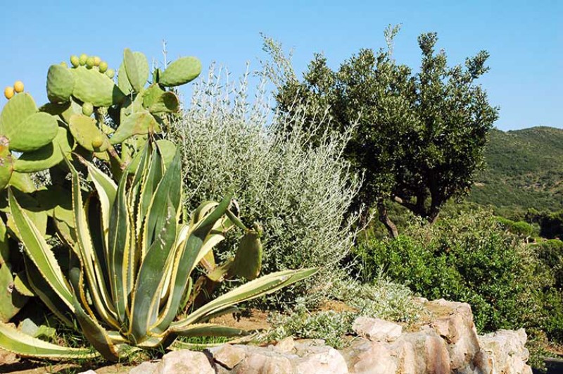 ../Images/Agave e Fichi d'India.jpg